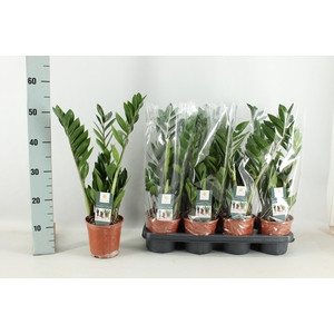 ZAMIO ZAMIIFOLIA