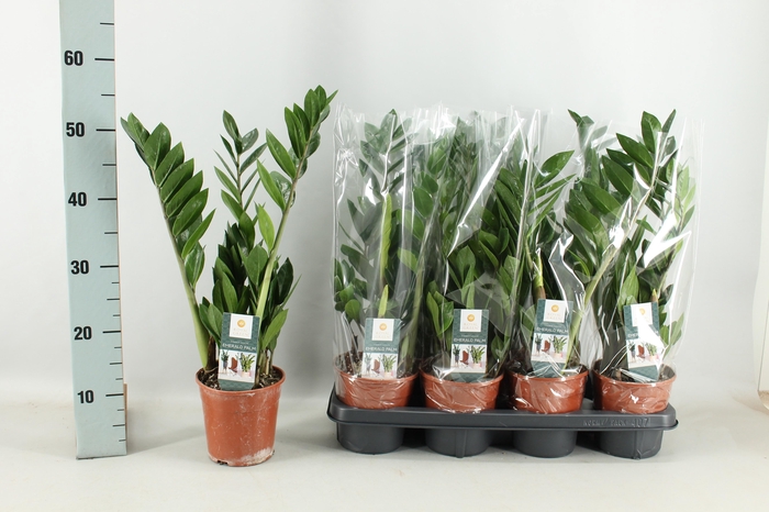 <h4>ZAMIO ZAMIIFOLIA</h4>