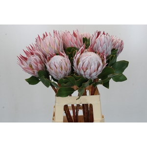 Protea Cynaroides