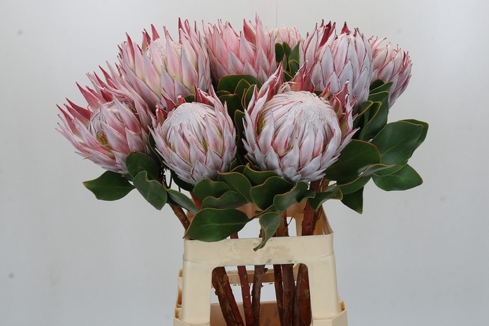 <h4>Protea Cynaroides</h4>