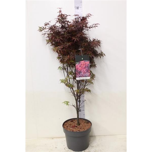 <h4>Acer palmatum 'Skeeters Broom' P29 potgekweekt</h4>