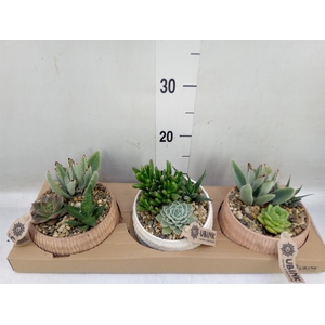 Arr.  Succulents L%