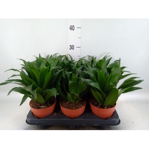 Dracaena frag. 'Compacta'