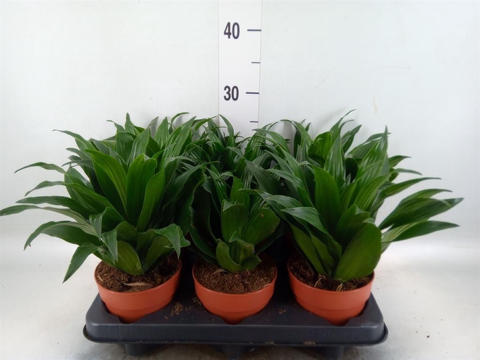 <h4>Dracaena frag. 'Compacta'</h4>