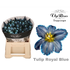 Tu En A Royal Blue