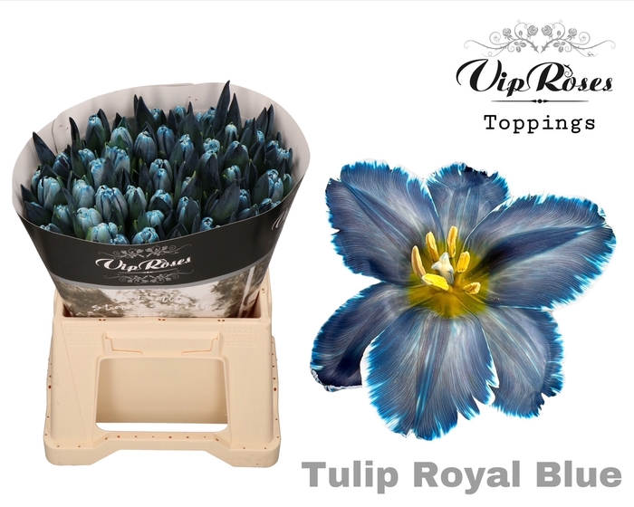 <h4>Tu En Vip Royal Blue</h4>