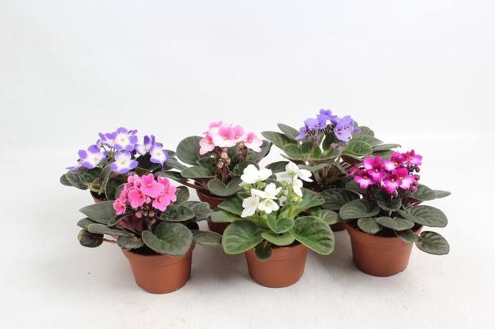 <h4>SAINTP GEM 6 KL</h4>