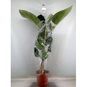 Musa  'Dwarf Cavendish'