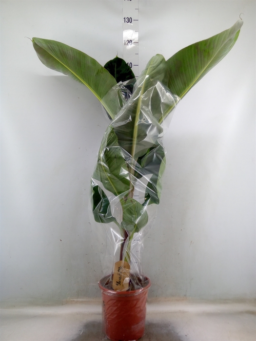 <h4>Musa  'Dwarf Cavendish'</h4>