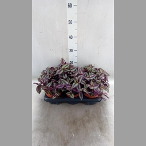 Tradescantia zebr. 'Violet Hill'