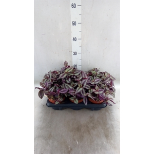 Tradescantia zebr. 'Violet Hill'