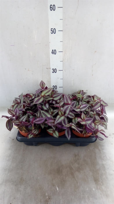 <h4>Tradescantia zebr. 'Violet Hill'</h4>