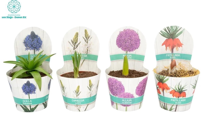 <h4>Droge bollen</h4>