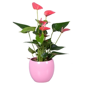 Anthurium Ton sur Ton in roze bolpot