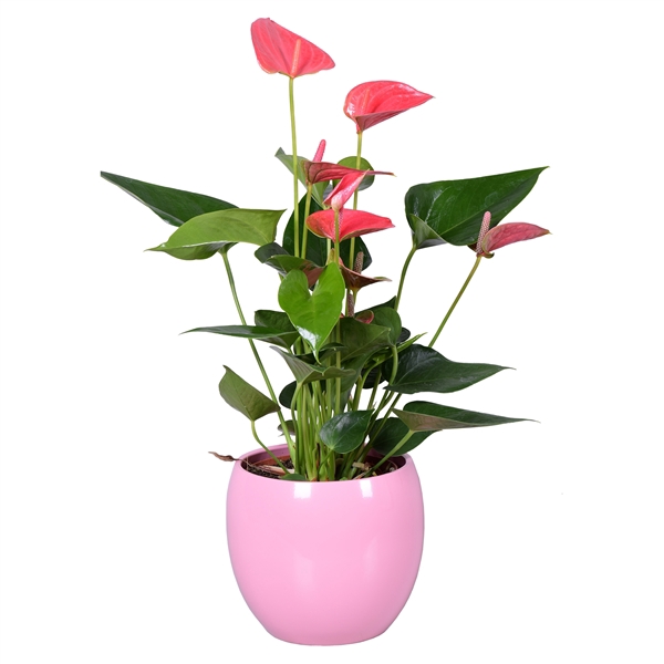 <h4>Anthurium Ton sur Ton in roze bolpot</h4>