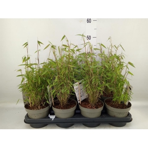 Fargesia  'Jiuzhaigou 1'