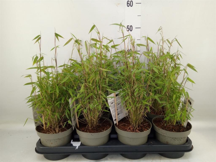 <h4>Fargesia  'Jiuzhaigou 1'</h4>