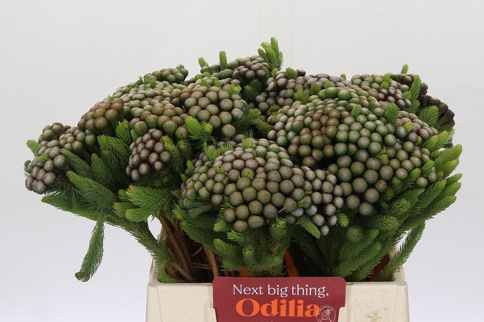 <h4>Cape Green Albiflora</h4>