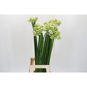 Ornithogalum Saundersiae