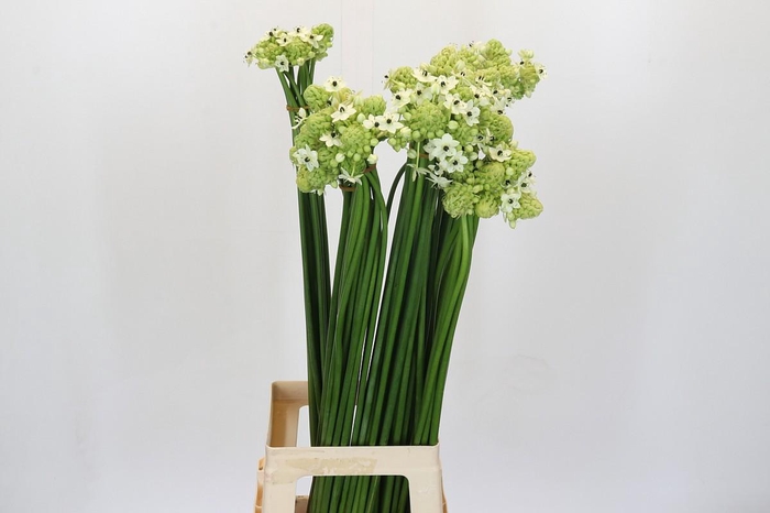 <h4>Ornithogalum Saundersiae</h4>