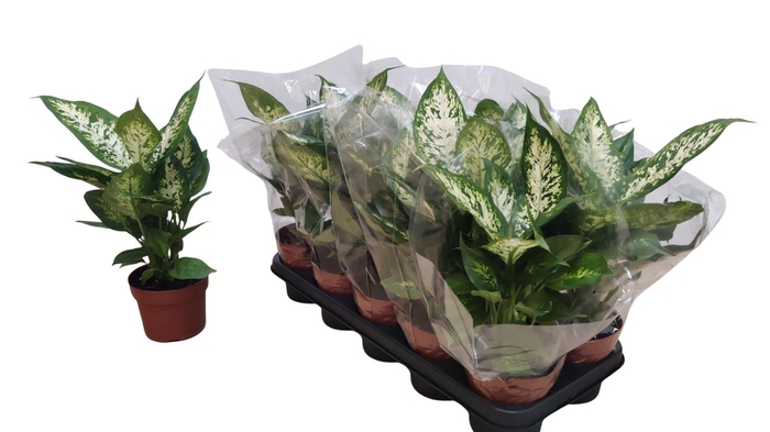 <h4>Dieffenbachia  'Compacta'</h4>