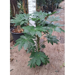 Fatsia japonica   ...