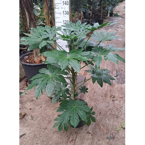Fatsia japonica ...