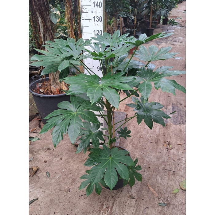 <h4>Fatsia japonica   ...</h4>