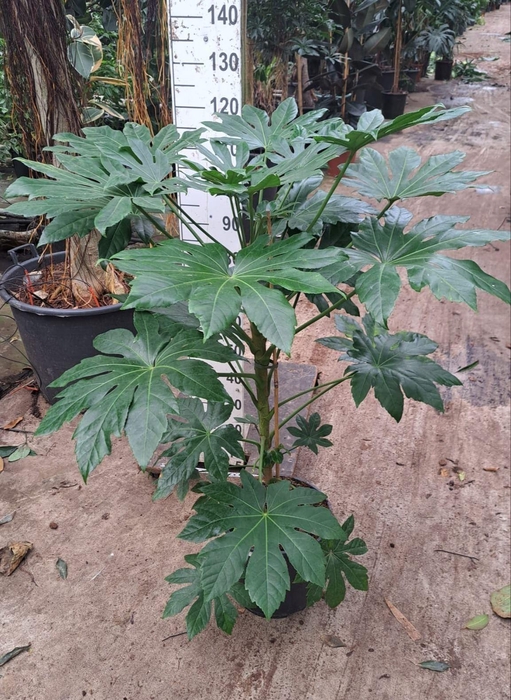 <h4>Fatsia japonica   ...</h4>