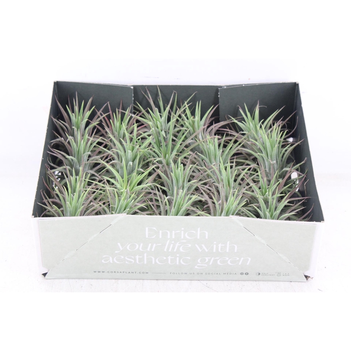 <h4>Arr3 Cp - Till. - Ionantha Groen X20</h4>