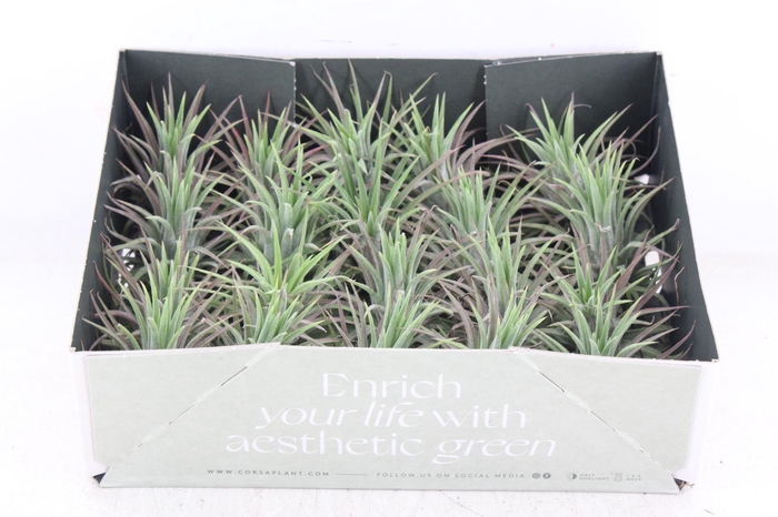 <h4>arr3 CP - Till. - Ionantha groen x20</h4>