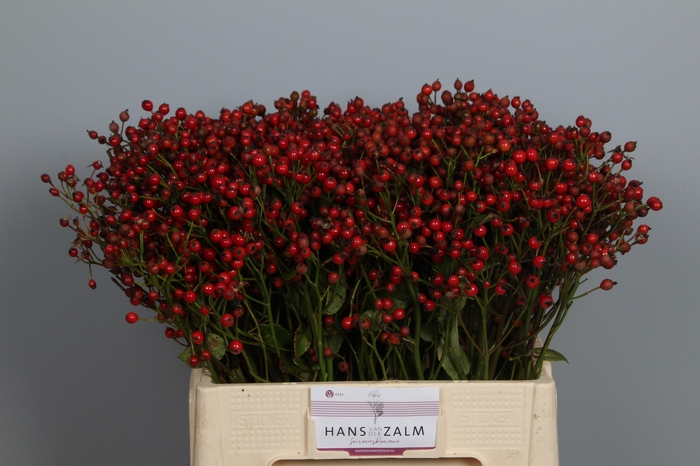 <h4>ROSA MAGICAL PASSOA</h4>