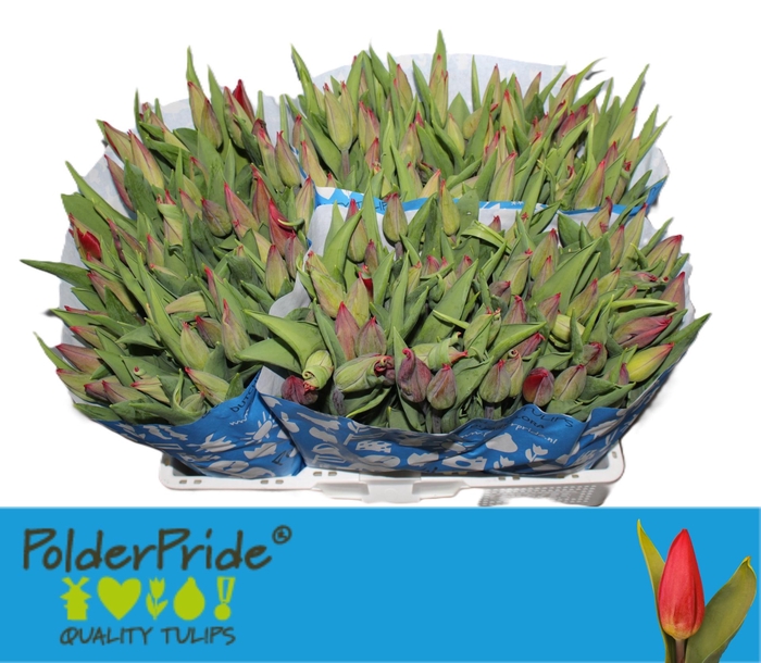 <h4>TU EN STRONG LOVE</h4>