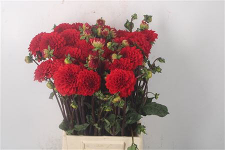 <h4>Dahl Red Cap</h4>