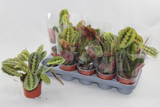 <h4>MARANTA FASCINATOR</h4>