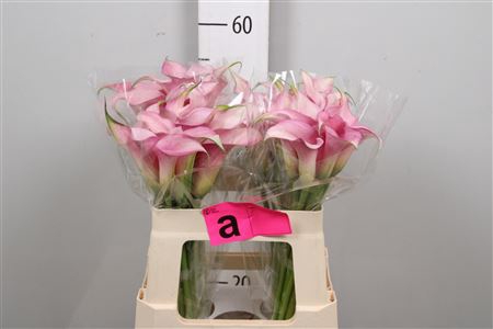 <h4>Zant Pink Design</h4>