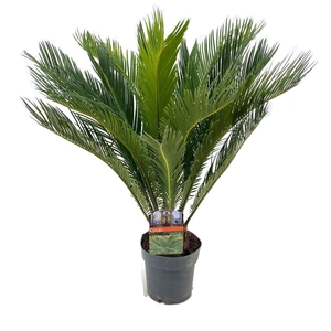 Cycas revoluta