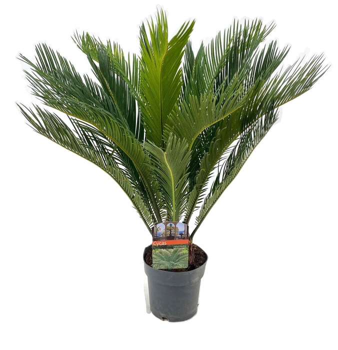 <h4>Cycas revoluta</h4>