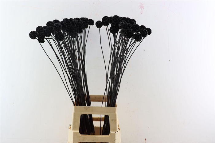 <h4>Scabiosa Gl Black</h4>