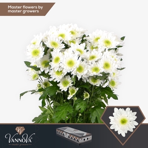 Chrysanten Chr T Radost