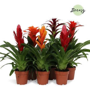 Bromelia Stylish - 12cm | Mimesis