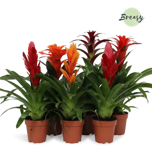 <h4>Bromelia Stylish - 12cm | Mimesis</h4>