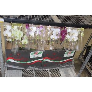 PHALAENOPSIS CASCATA P15 MIN 8 FLS
