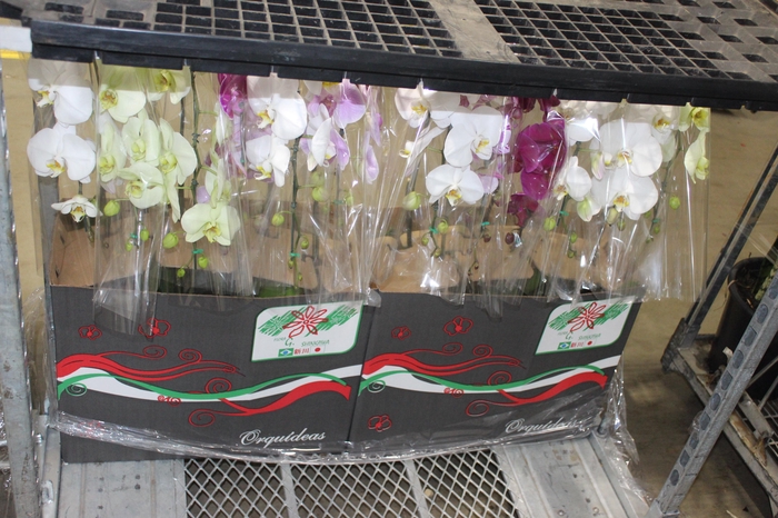 <h4>PHALAENOPSIS CASCATA P15 MIN 8 FLS</h4>