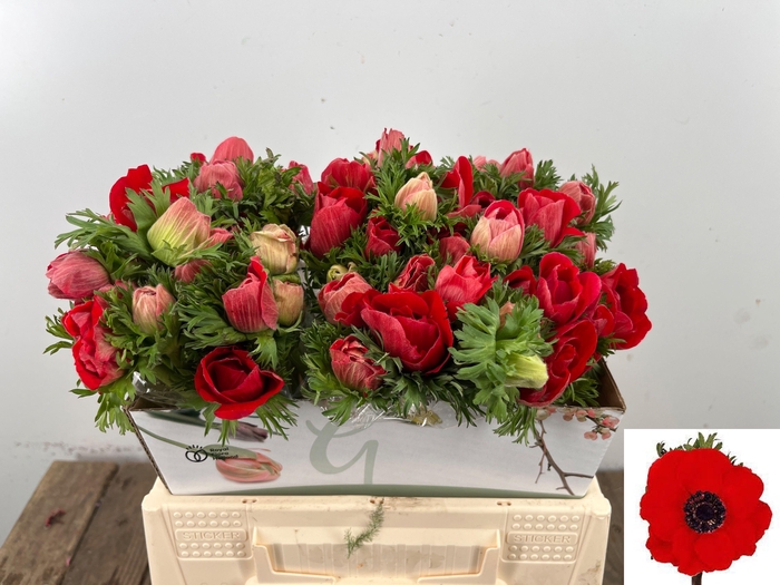 <h4>ANEM CO MAR RED</h4>