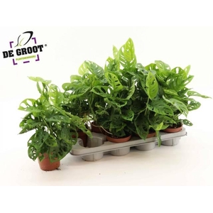 Monstera Obliqua (Leichtlinii) 12Ø 35cm 3pp