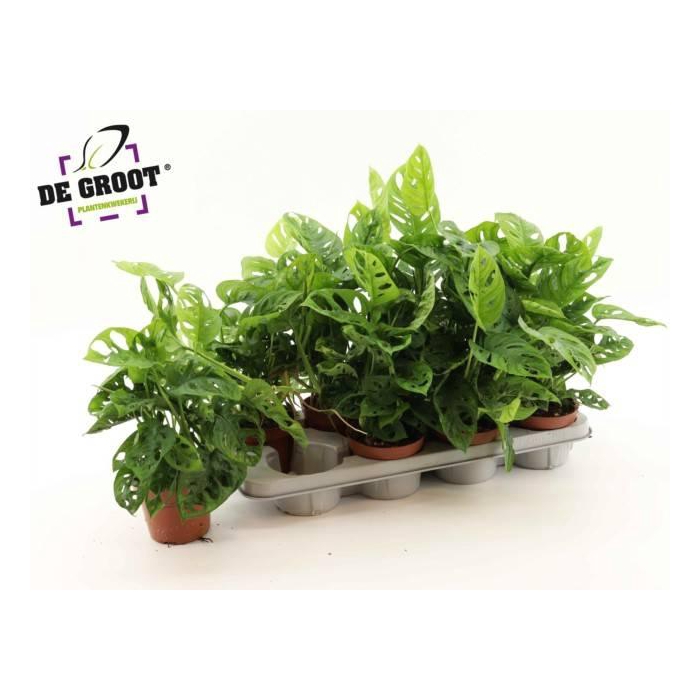 <h4>Monstera Obliqua (Leichtlinii) 12Ø 35cm 3pp</h4>