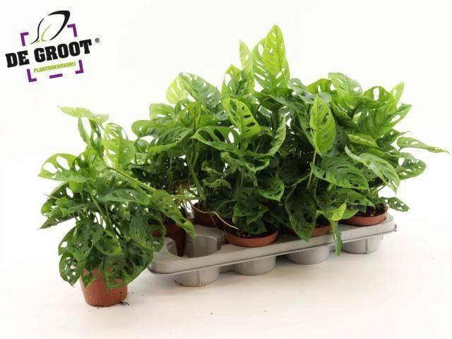 Monstera Obliqua (Leichtlinii) 12Ø 35cm 3pp