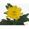 CHR G ROSSANO YELLOW