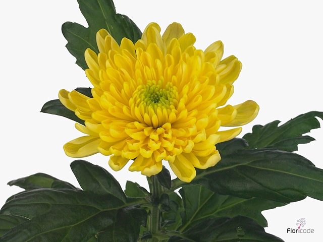 CHR G ROSSANO YELLOW
